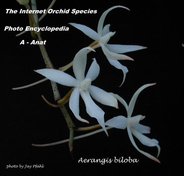 Aerangis biloba