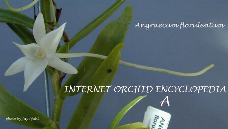 Angraecum florulentum