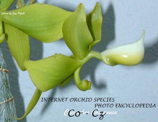 Cycnoches lehmannii