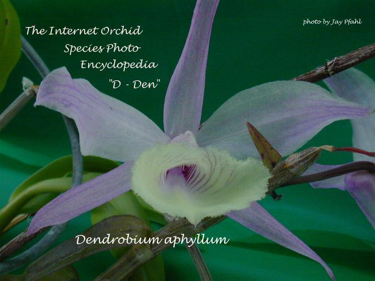 Den aphyllum