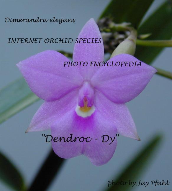 Dimerandra elegans