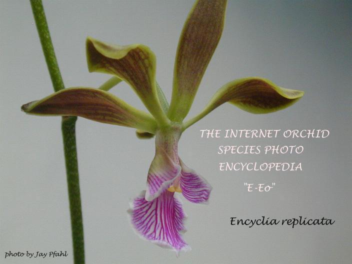 Encyclia replicata