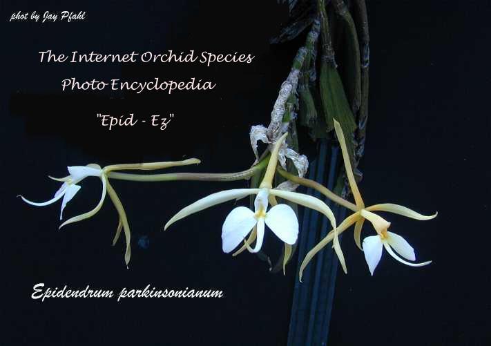 Epidendrum parkinsonianum