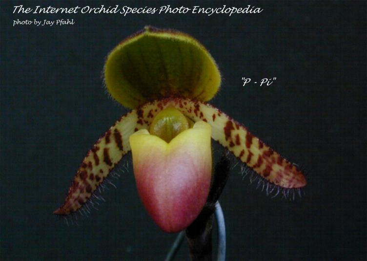 Paphiopedilum purpurascens