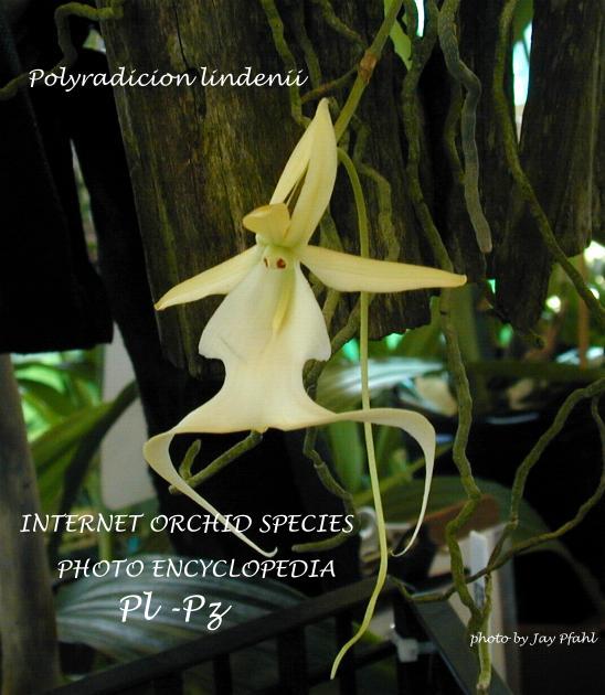 Polyradicon lindenii