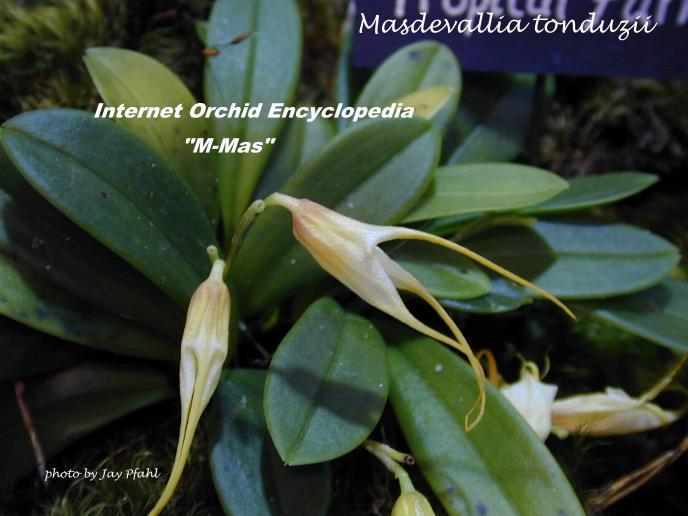 Masdevallia tonduzii