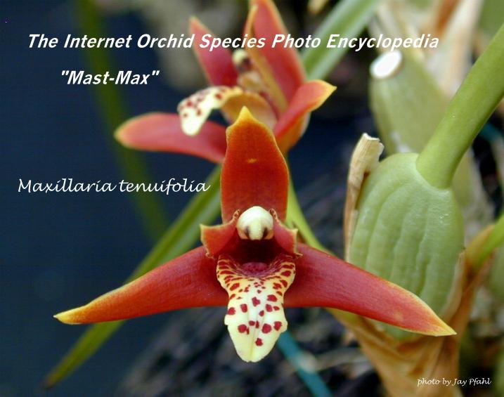 Maxillaria tenuifolia