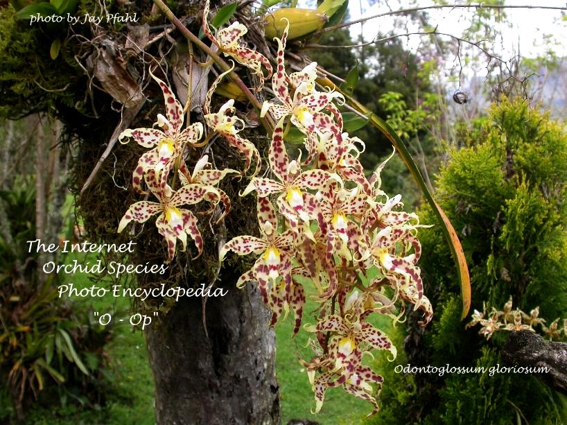 Odontoglossum gloriosum